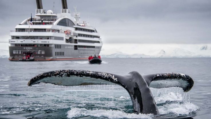 Atemberaubend schön - Expeditionskreuzfahrten. Die Le Boréal mit einen Wal. Foto: Ponant/Lorraine Turci